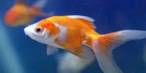 do goldfish die easily,