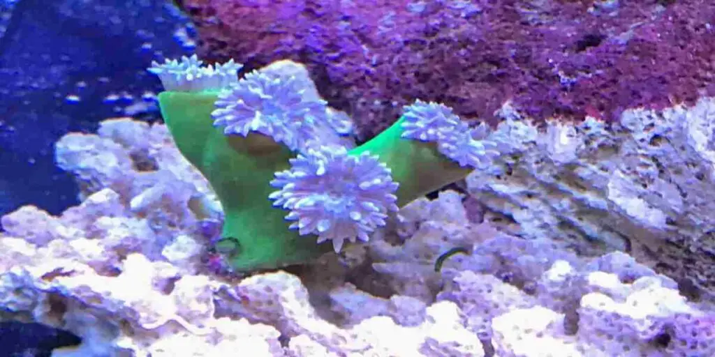 duncan coral not opening