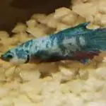 fish gasping at bottom of tank