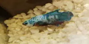 fish gasping at bottom of tank