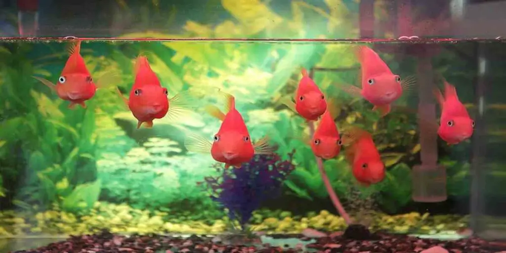 fish staying at top of tank after water change