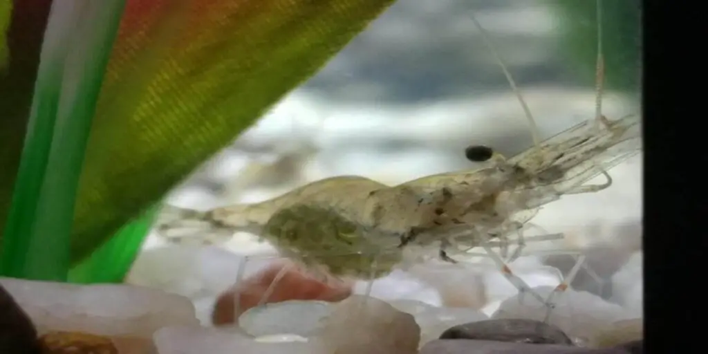 ghost shrimp eggs are fertilized