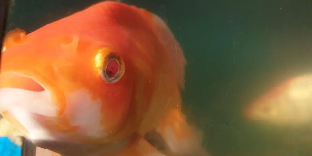 goldfish blind