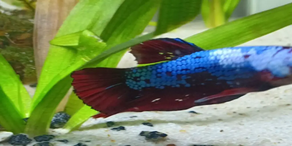 hole in betta fin Causes, Symptoms, and Treatment