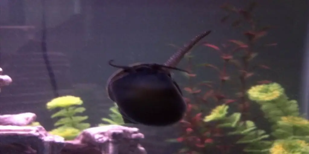 mystery snail is dead