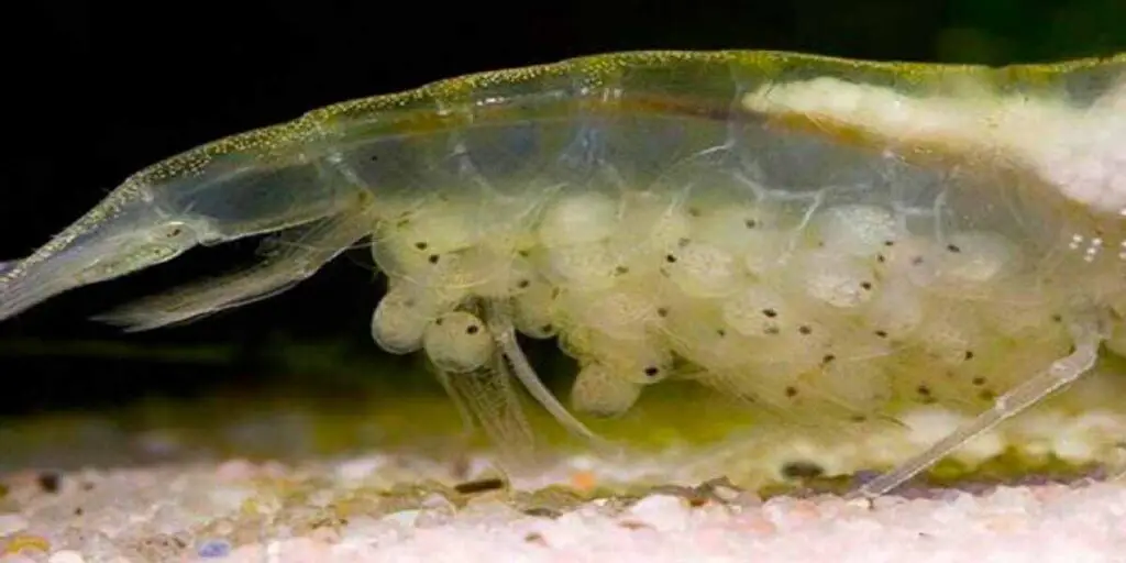  ghost shrimp eggs look like