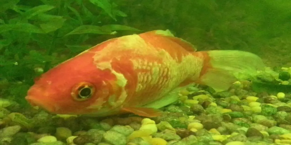 white film on goldfish