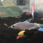why did my glofish die