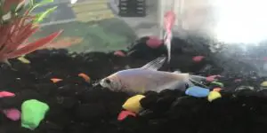 why did my glofish die
