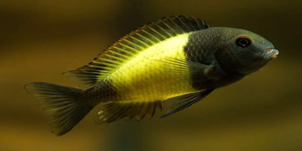 yellow and black cichlid