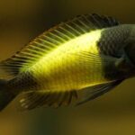 yellow and black cichlid